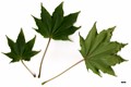 SpeciesSub: subsp. okamotoanum SpeciesSub: subsp. okamotoanum